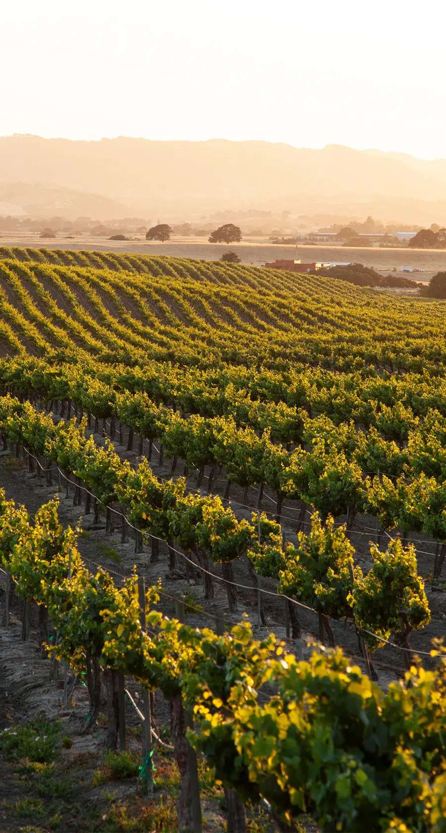 California Advances Climate Disclosure: What Companies Need to Know About SB 253 and SB 261